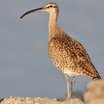 Whimbrel